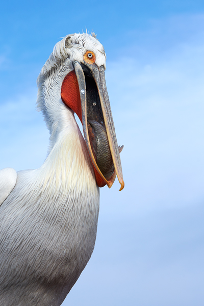 Pelican-blog-3