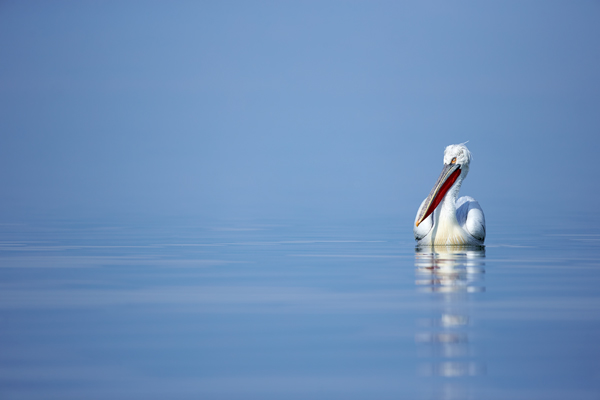 Pelican-blog-31
