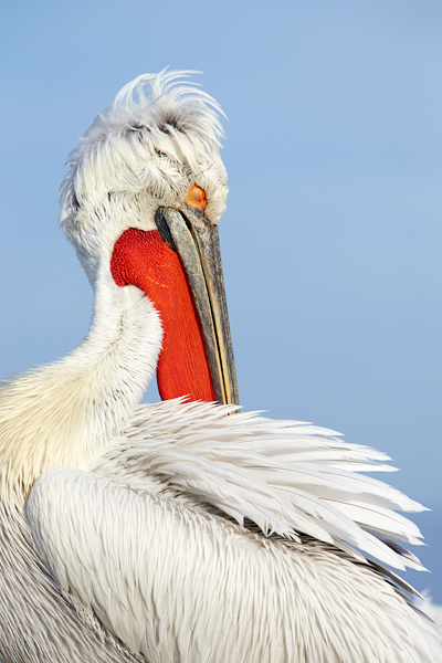 Pelican-blog-4