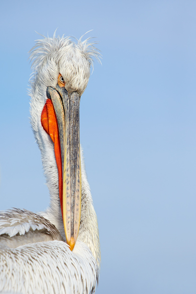 Pelican-blog-5