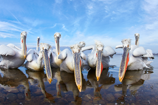 Pelican-blog-6