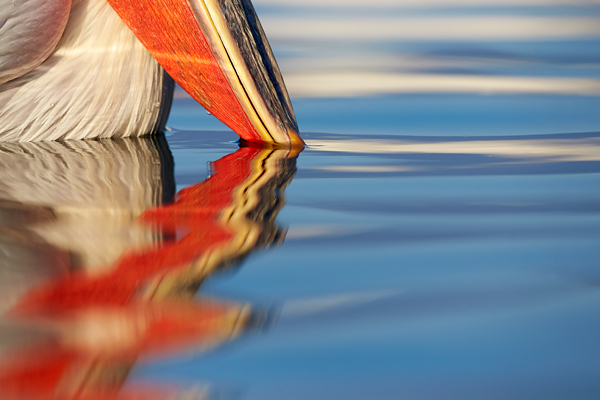Pelican-blog-7
