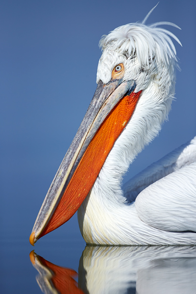 Pelican-blog-8