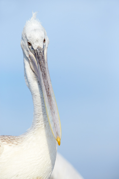 Pelican-blog-9