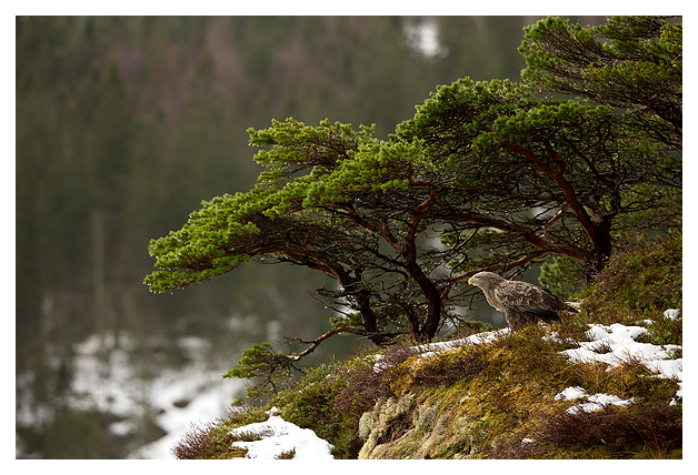 1 White-tailed Eagle