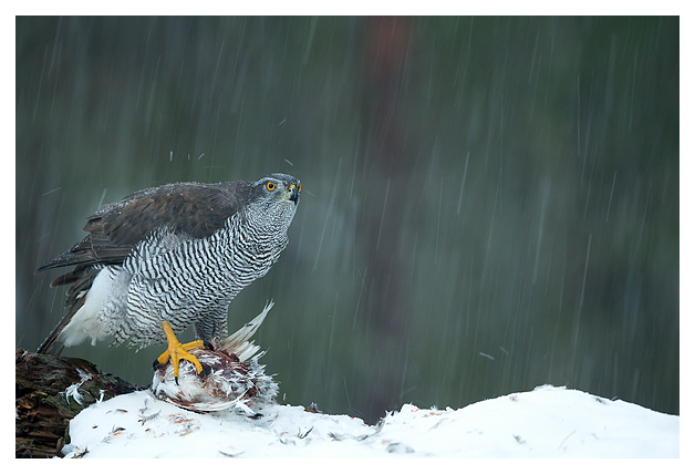 10 Goshawk 1
