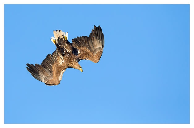 14 White-tailed Eagle 11