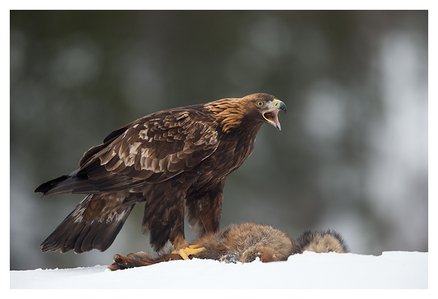 17 Golden Eagle