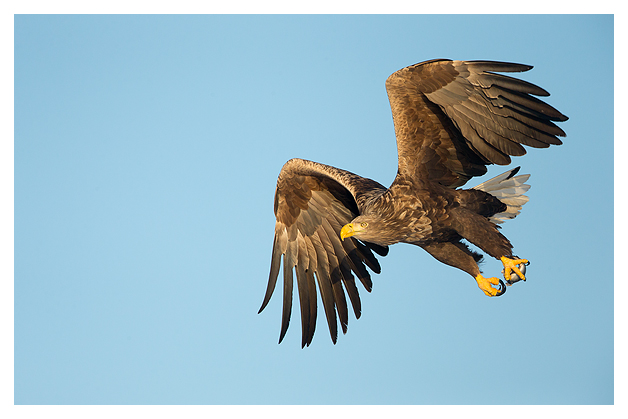 4 White-tailed Eagle 8