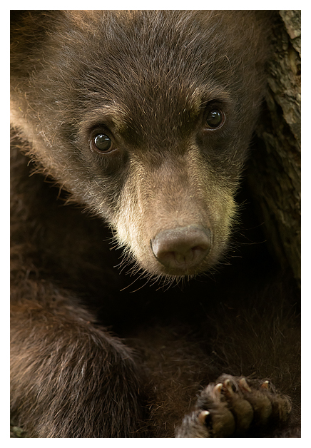 Black Bear Cub 1