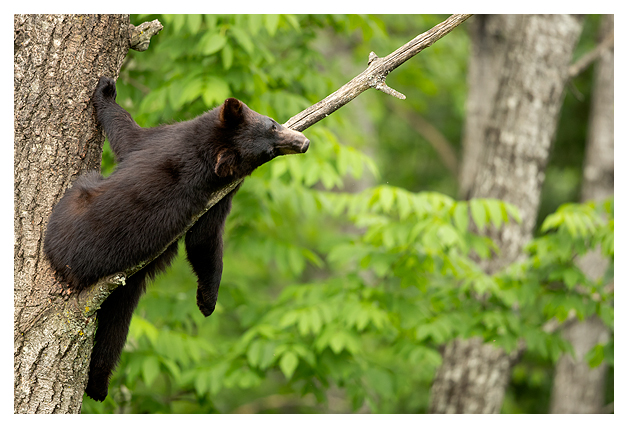 Black Bear Cub in a tree 1