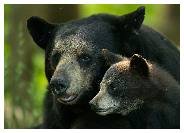 Black Bear female and Spring Cub