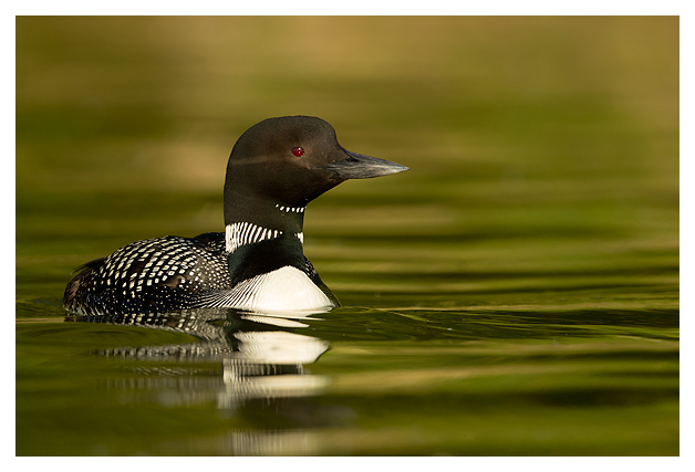 Great Northern Diver 2
