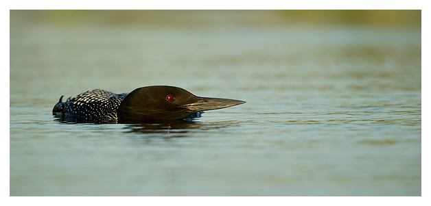 Great Northern Diver 3