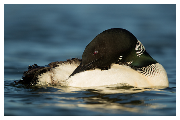 Great Northern Diver preening