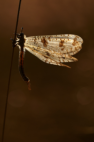 antlion