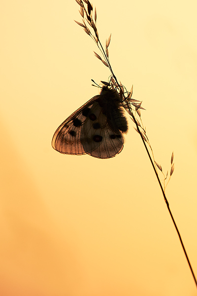 apollo-backlit-at-sunset