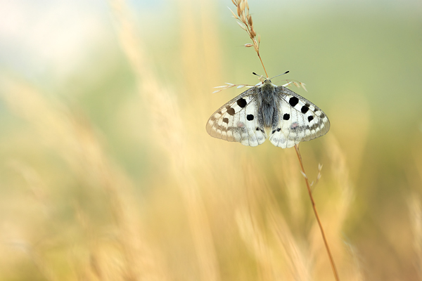 apollo-butterfly-2