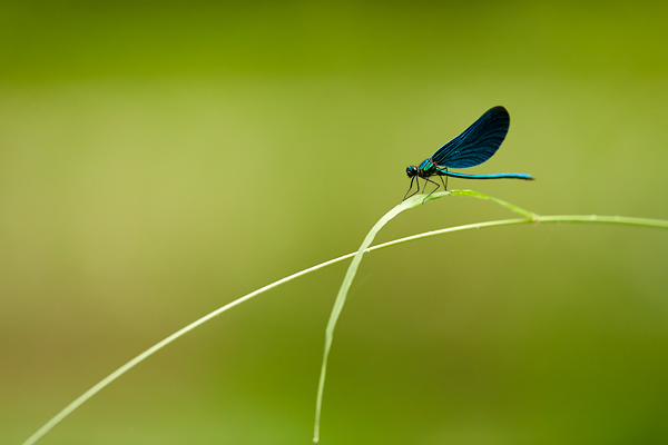 beautiful-demoiselle-2