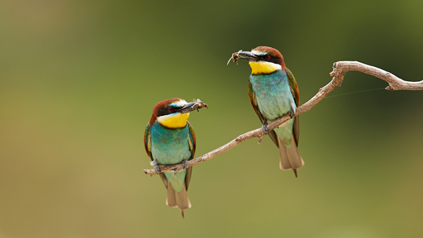 bee-eater-3