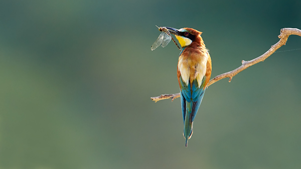 bee-eater-4
