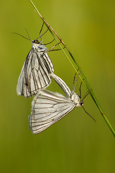 black-veined-white-butterflies