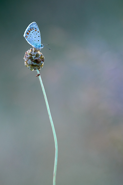 blue-butterfly