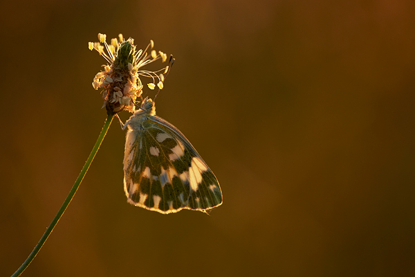 eastern-bath-white