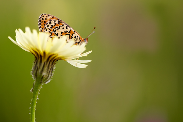 fritillary