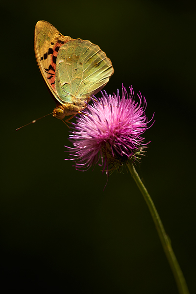 silver-washed-fritillary