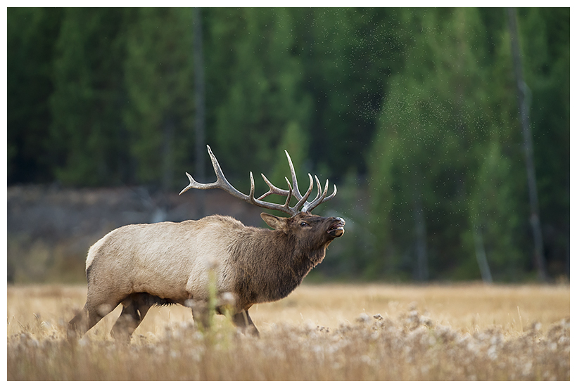yellowstone12