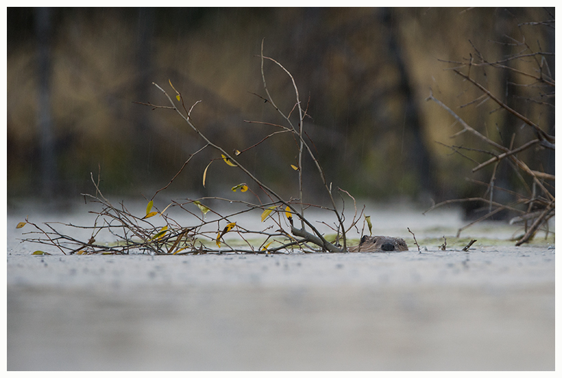 yellowstone24