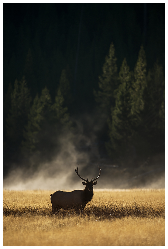 yellowstone5