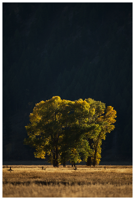 yellowstone7