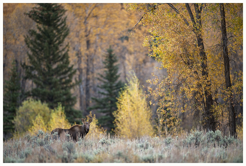 yellowstone8