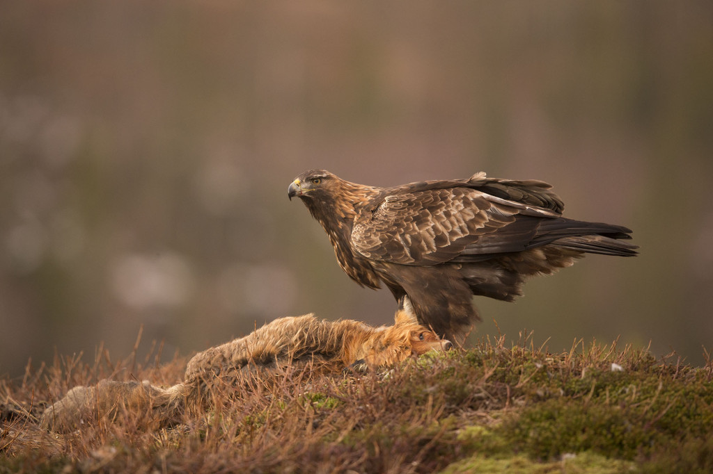 Golden eagle, Aquila chrysaetos, adult female on fox kill, Norway, Nr Trondheim.