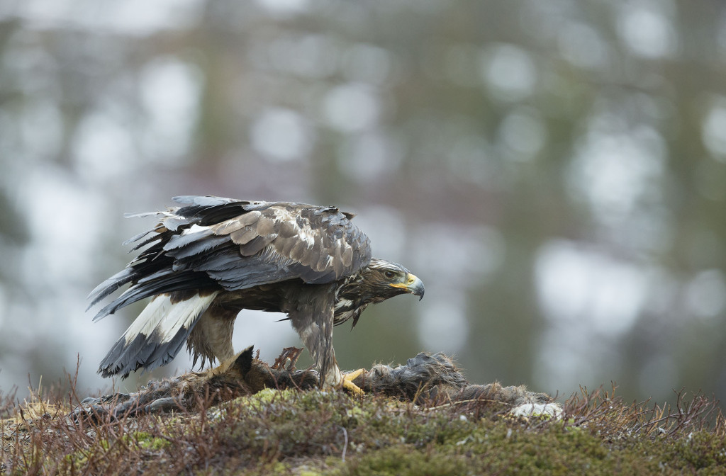 Golden eagle, Aquila chrysaetos, adult female on fox kill, Norway, Nr Trondheim.