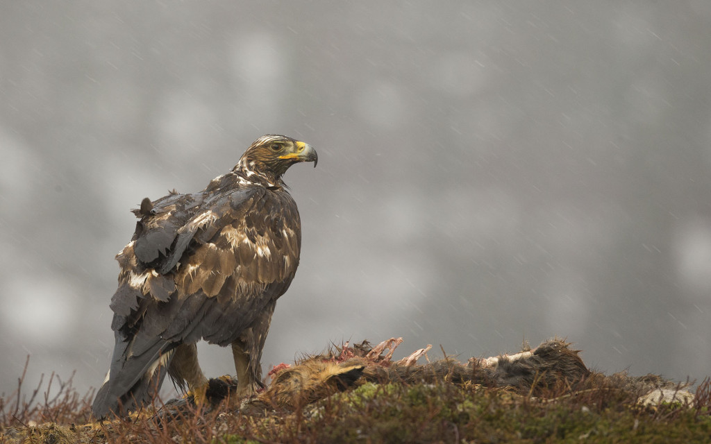 Golden eagle, Aquila chrysaetos, adult female on fox kill, Norway, Nr Trondheim.