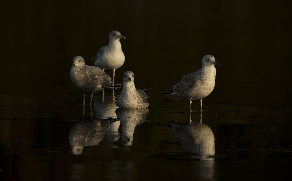 Herring gull, Larus argentatus, in dark water, Norway coast, Nr Trondheim.