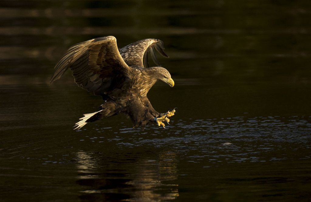 White-tailed eagle, Haliaeetus albicilla, diving for fish, Norway coast, Nr Trondheim.