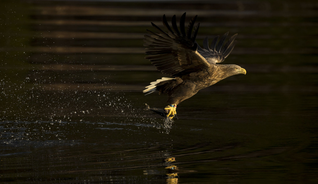 White-tailed eagle, Haliaeetus albicilla, diving for fish, Norway coast, Nr Trondheim.