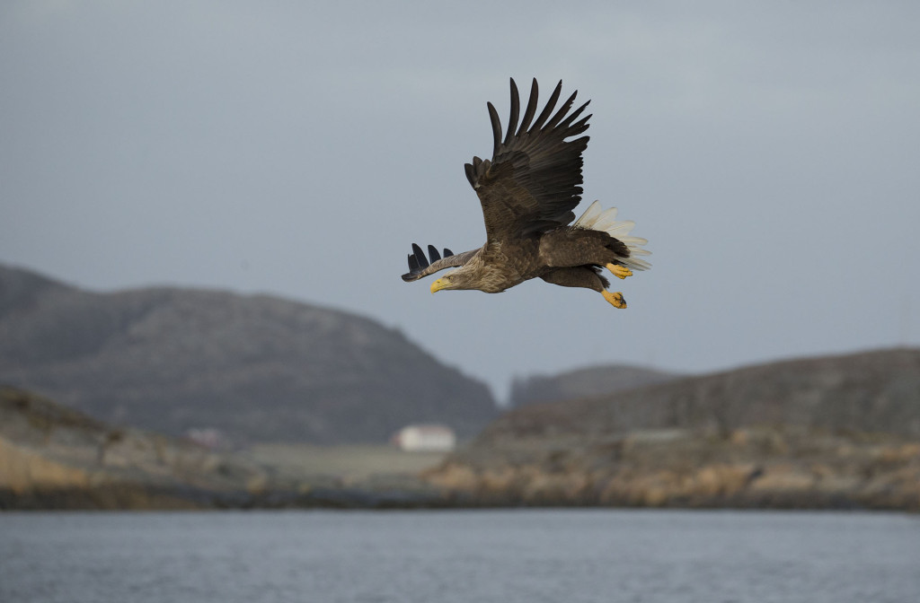 White-tailed eagle, Haliaeetus albicilla, in flight, Norway coast, Nr Trondheim.