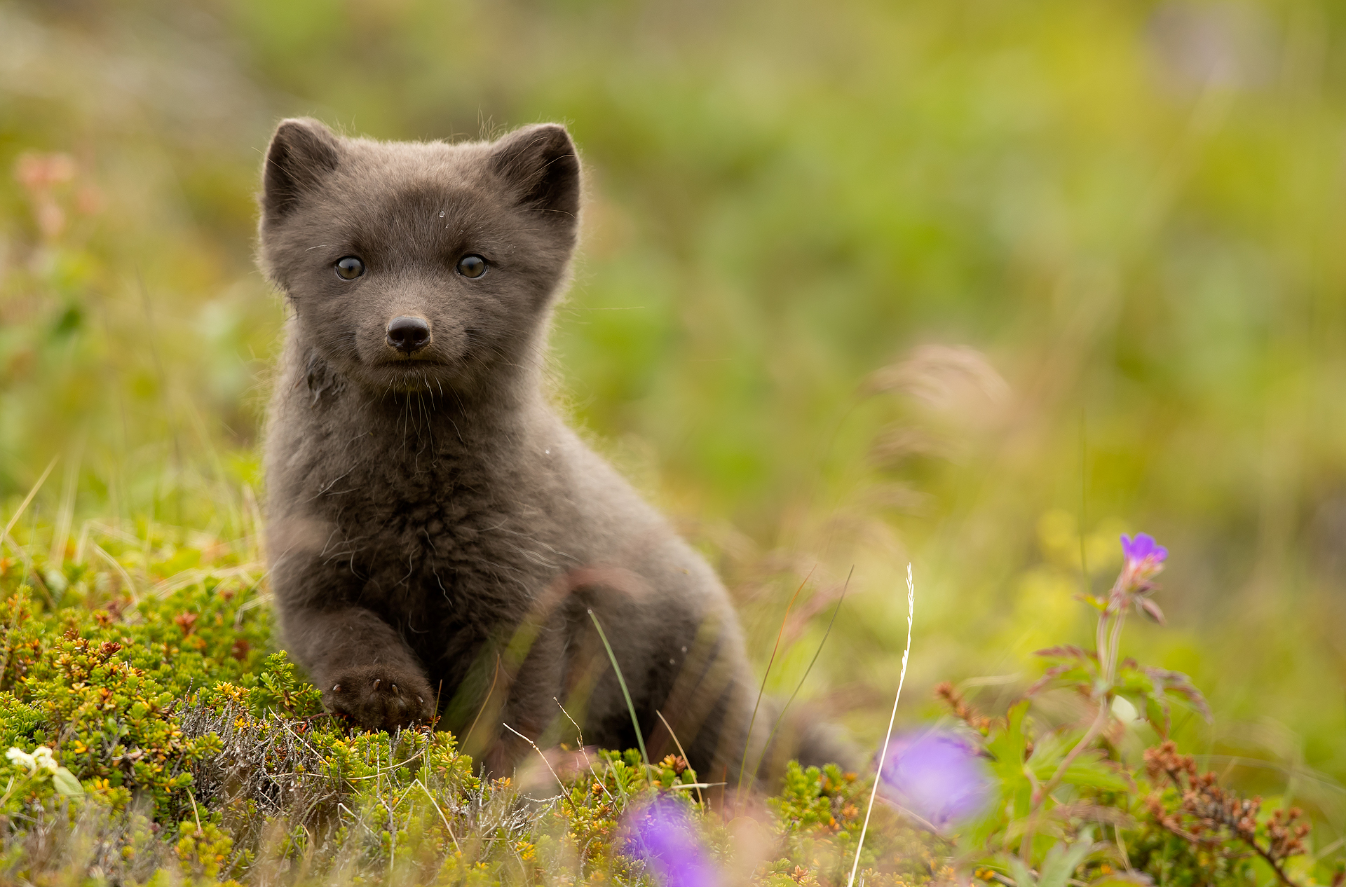Arctic Fox Cubs Arctic Fox Cubs
